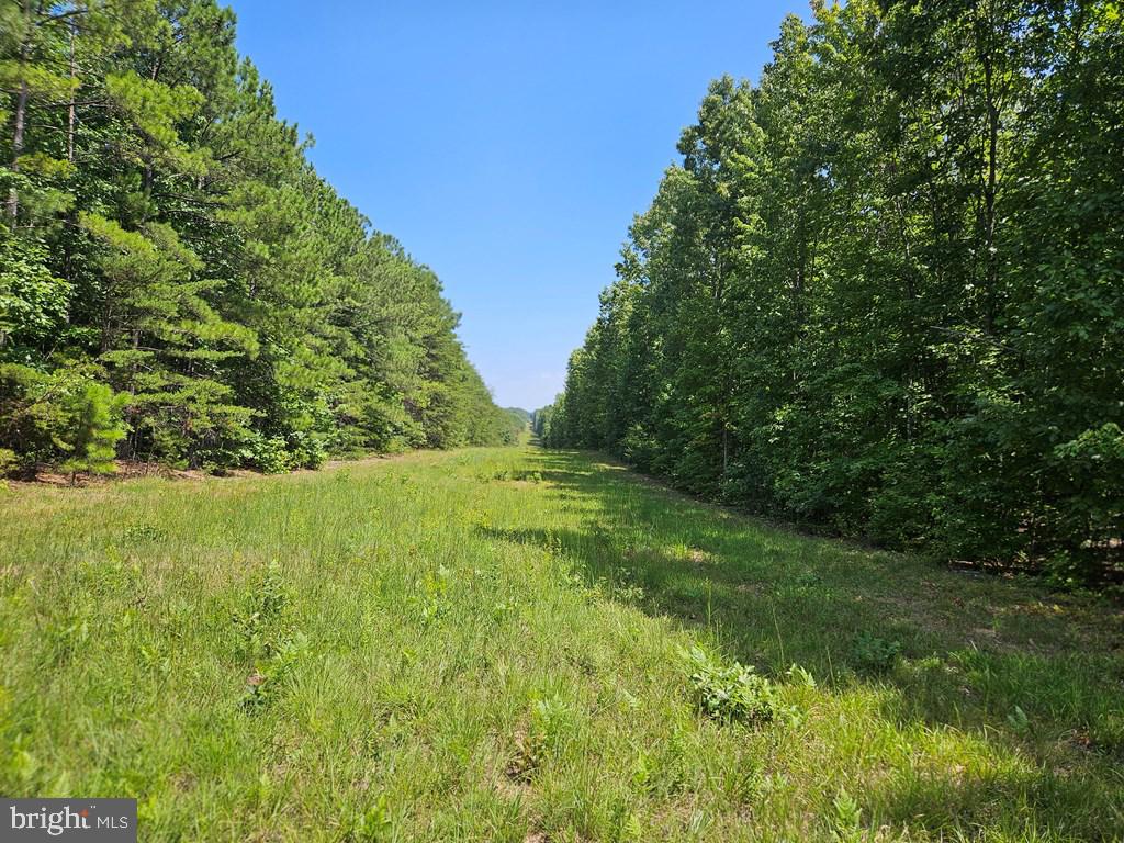 WEST JAMES ANDERSON HWY, GLADSTONE, Virginia 24553, ,Farm,For Sale,WEST JAMES ANDERSON HWY,VABH2000220 MLS # VABH2000220 WEST JAMES ANDERSON HWY, GLADSTONE, Virginia 24553, ,Farm,For Sale,WEST JAMES ANDERSON HWY,VABH2000220 MLS # VABH2000220