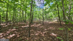 WEST JAMES ANDERSON HWY, GLADSTONE, Virginia 24553, ,Farm,For Sale,WEST JAMES ANDERSON HWY,VABH2000220 MLS # VABH2000220