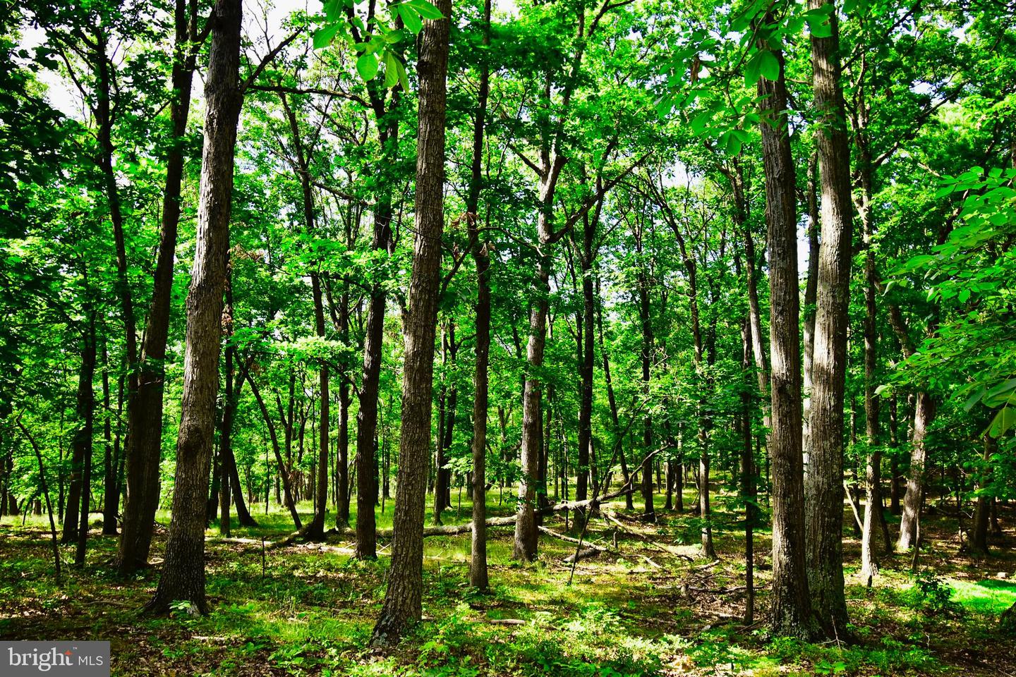 439 ACRES LAUREL GROVE RD., WINCHESTER, Virginia 22602, ,Farm,For Sale,439 ACRES LAUREL GROVE RD.,VAFV2024650 MLS # VAFV2024650