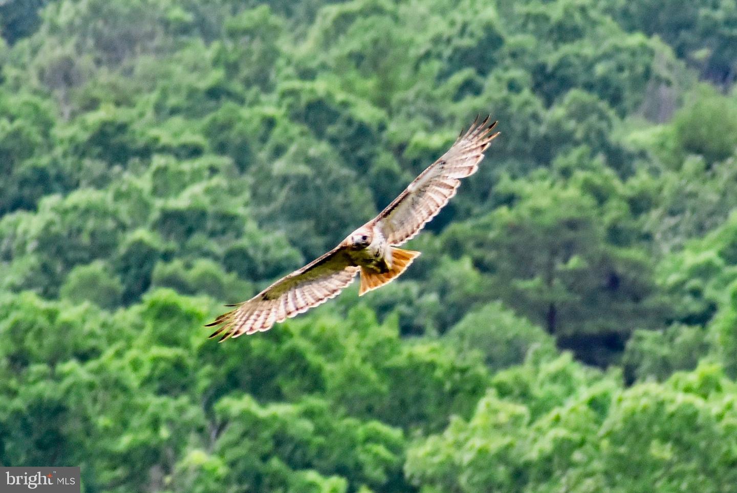 439 ACRES LAUREL GROVE RD., WINCHESTER, Virginia 22602, ,Farm,For Sale,439 ACRES LAUREL GROVE RD.,VAFV2024650 MLS # VAFV2024650