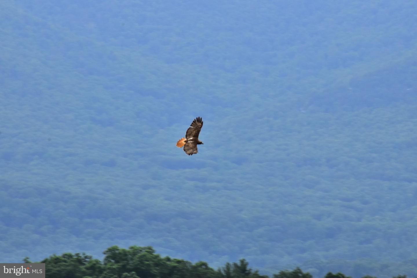 439 ACRES LAUREL GROVE RD., WINCHESTER, Virginia 22602, ,Farm,For Sale,439 ACRES LAUREL GROVE RD.,VAFV2024650 MLS # VAFV2024650