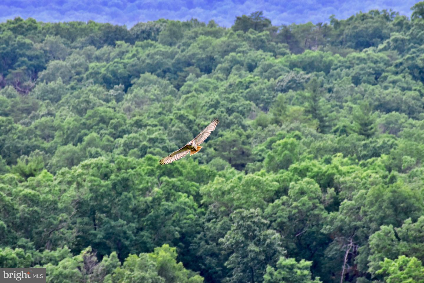 439 ACRES LAUREL GROVE RD., WINCHESTER, Virginia 22602, ,Farm,For Sale,439 ACRES LAUREL GROVE RD.,VAFV2024650 MLS # VAFV2024650