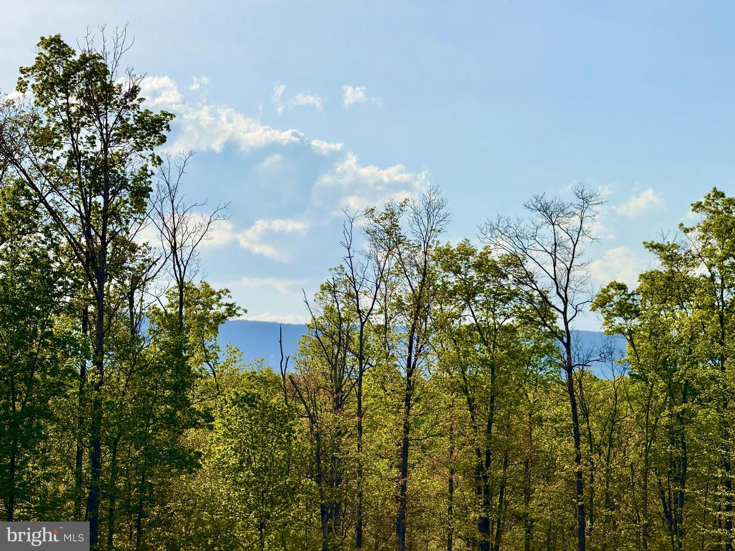 439 ACRES LAUREL GROVE RD., WINCHESTER, Virginia 22602, ,Farm,For Sale,439 ACRES LAUREL GROVE RD.,VAFV2024650 MLS # VAFV2024650