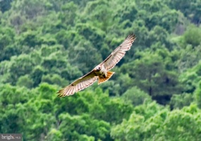 439 ACRES LAUREL GROVE RD., WINCHESTER, Virginia 22602, ,Farm,For Sale,439 ACRES LAUREL GROVE RD.,VAFV2024650 MLS # VAFV2024650 439 ACRES LAUREL GROVE RD., WINCHESTER, Virginia 22602, ,Farm,For Sale,439 ACRES LAUREL GROVE RD.,VAFV2024650 MLS # VAFV2024650