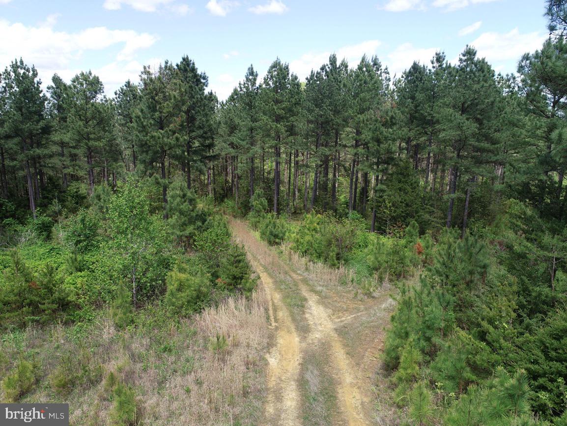 HUNTERS ROAD (RT. 736) (TRACT: BK1442-1), RED HOUSE, Virginia 23963, ,Farm,For Sale,HUNTERS ROAD (RT. 736) (TRACT: BK1442-1),VACE2000014 MLS # VACE2000014 HUNTERS ROAD (RT. 736) (TRACT: BK1442-1), RED HOUSE, Virginia 23963, ,Farm,For Sale,HUNTERS ROAD (RT. 736) (TRACT: BK1442-1),VACE2000014 MLS # VACE2000014