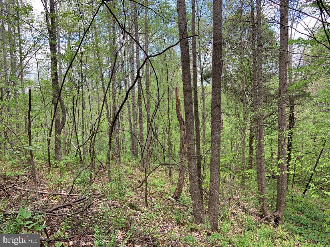 HUNTERS ROAD (RT. 736) (TRACT: BK1442-1), RED HOUSE, Virginia 23963, ,Farm,For Sale,HUNTERS ROAD (RT. 736) (TRACT: BK1442-1),VACE2000014 MLS # VACE2000014 HUNTERS ROAD (RT. 736) (TRACT: BK1442-1), RED HOUSE, Virginia 23963, ,Farm,For Sale,HUNTERS ROAD (RT. 736) (TRACT: BK1442-1),VACE2000014 MLS # VACE2000014