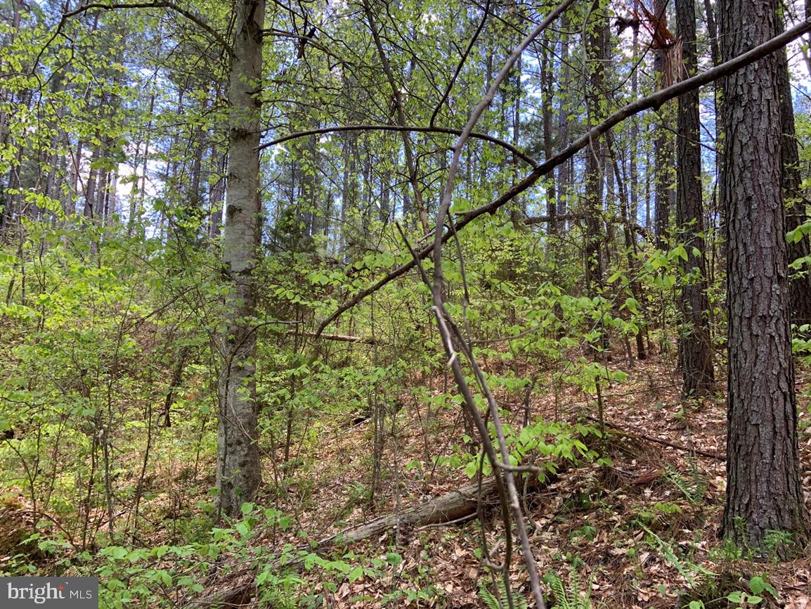 HUNTERS ROAD (RT. 736) (TRACT: BK1442-1), RED HOUSE, Virginia 23963, ,Farm,For Sale,HUNTERS ROAD (RT. 736) (TRACT: BK1442-1),VACE2000014 MLS # VACE2000014 HUNTERS ROAD (RT. 736) (TRACT: BK1442-1), RED HOUSE, Virginia 23963, ,Farm,For Sale,HUNTERS ROAD (RT. 736) (TRACT: BK1442-1),VACE2000014 MLS # VACE2000014