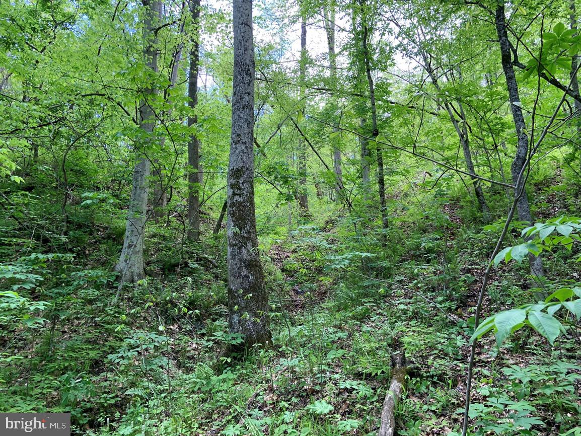 HUNTERS ROAD (RT. 736) (TRACT: BK1442-1), RED HOUSE, Virginia 23963, ,Farm,For Sale,HUNTERS ROAD (RT. 736) (TRACT: BK1442-1),VACE2000014 MLS # VACE2000014 HUNTERS ROAD (RT. 736) (TRACT: BK1442-1), RED HOUSE, Virginia 23963, ,Farm,For Sale,HUNTERS ROAD (RT. 736) (TRACT: BK1442-1),VACE2000014 MLS # VACE2000014
