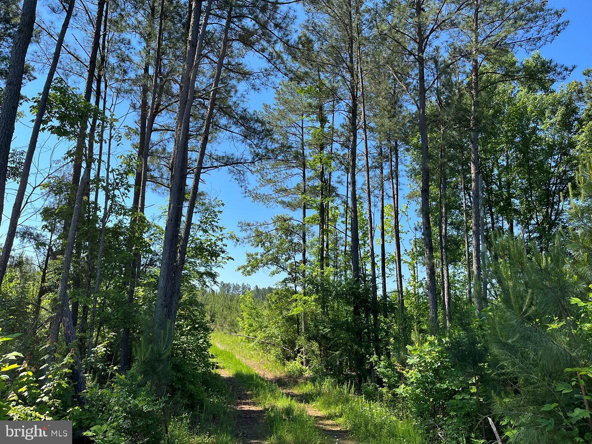 MOUNTAIN CREEK ROAD (RT. 628) (TRACT: BK3208-3), MEHERRIN, Virginia 23954, ,Farm,For Sale,MOUNTAIN CREEK ROAD (RT. 628) (TRACT: BK3208-3),VAPE2000088 MLS # VAPE2000088 MOUNTAIN CREEK ROAD (RT. 628) (TRACT: BK3208-3), MEHERRIN, Virginia 23954, ,Farm,For Sale,MOUNTAIN CREEK ROAD (RT. 628) (TRACT: BK3208-3),VAPE2000088 MLS # VAPE2000088