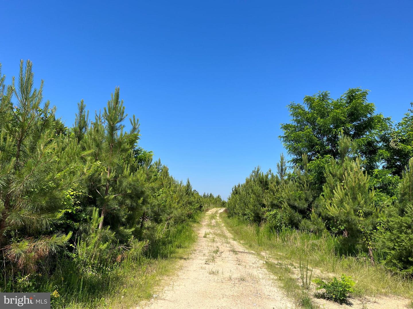 MOUNTAIN CREEK ROAD (RT. 628) (TRACT: BK3208-3), MEHERRIN, Virginia 23954, ,Farm,For Sale,MOUNTAIN CREEK ROAD (RT. 628) (TRACT: BK3208-3),VAPE2000088 MLS # VAPE2000088 MOUNTAIN CREEK ROAD (RT. 628) (TRACT: BK3208-3), MEHERRIN, Virginia 23954, ,Farm,For Sale,MOUNTAIN CREEK ROAD (RT. 628) (TRACT: BK3208-3),VAPE2000088 MLS # VAPE2000088