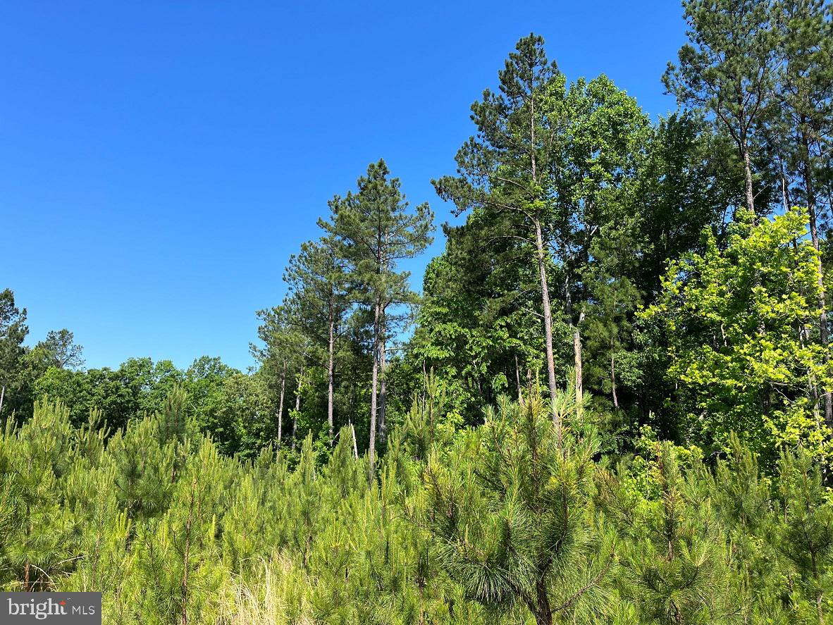 MOUNTAIN CREEK ROAD (RT. 628) (TRACT: BK3208-3), MEHERRIN, Virginia 23954, ,Farm,For Sale,MOUNTAIN CREEK ROAD (RT. 628) (TRACT: BK3208-3),VAPE2000088 MLS # VAPE2000088 MOUNTAIN CREEK ROAD (RT. 628) (TRACT: BK3208-3), MEHERRIN, Virginia 23954, ,Farm,For Sale,MOUNTAIN CREEK ROAD (RT. 628) (TRACT: BK3208-3),VAPE2000088 MLS # VAPE2000088