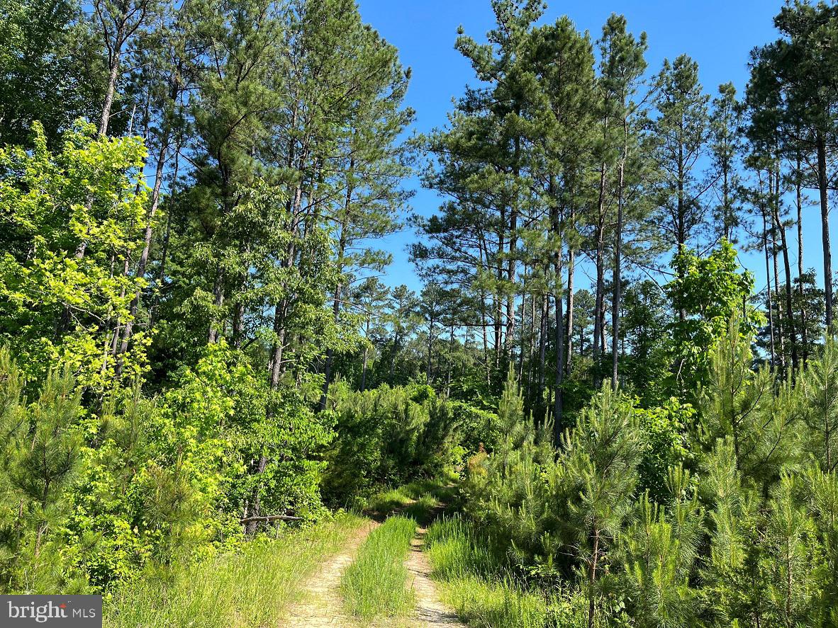 MOUNTAIN CREEK ROAD (RT. 628) (TRACT: BK3208-3), MEHERRIN, Virginia 23954, ,Farm,For Sale,MOUNTAIN CREEK ROAD (RT. 628) (TRACT: BK3208-3),VAPE2000088 MLS # VAPE2000088 MOUNTAIN CREEK ROAD (RT. 628) (TRACT: BK3208-3), MEHERRIN, Virginia 23954, ,Farm,For Sale,MOUNTAIN CREEK ROAD (RT. 628) (TRACT: BK3208-3),VAPE2000088 MLS # VAPE2000088