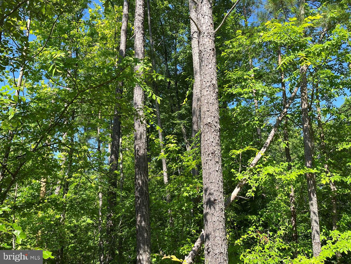 MOUNTAIN CREEK ROAD (RT. 628) (TRACT: BK3208-3), MEHERRIN, Virginia 23954, ,Farm,For Sale,MOUNTAIN CREEK ROAD (RT. 628) (TRACT: BK3208-3),VAPE2000088 MLS # VAPE2000088 MOUNTAIN CREEK ROAD (RT. 628) (TRACT: BK3208-3), MEHERRIN, Virginia 23954, ,Farm,For Sale,MOUNTAIN CREEK ROAD (RT. 628) (TRACT: BK3208-3),VAPE2000088 MLS # VAPE2000088