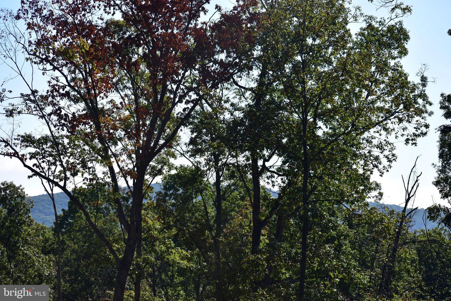 LOT 1 (128.556 ACRES) LAUREL GROVE RD, WINCHESTER, Virginia 22602, ,Farm,For Sale,LOT 1 (128.556 ACRES) LAUREL GROVE RD,VAFV2037162 MLS # VAFV2037162 LOT 1 (128.556 ACRES) LAUREL GROVE RD, WINCHESTER, Virginia 22602, ,Farm,For Sale,LOT 1 (128.556 ACRES) LAUREL GROVE RD,VAFV2037162 MLS # VAFV2037162