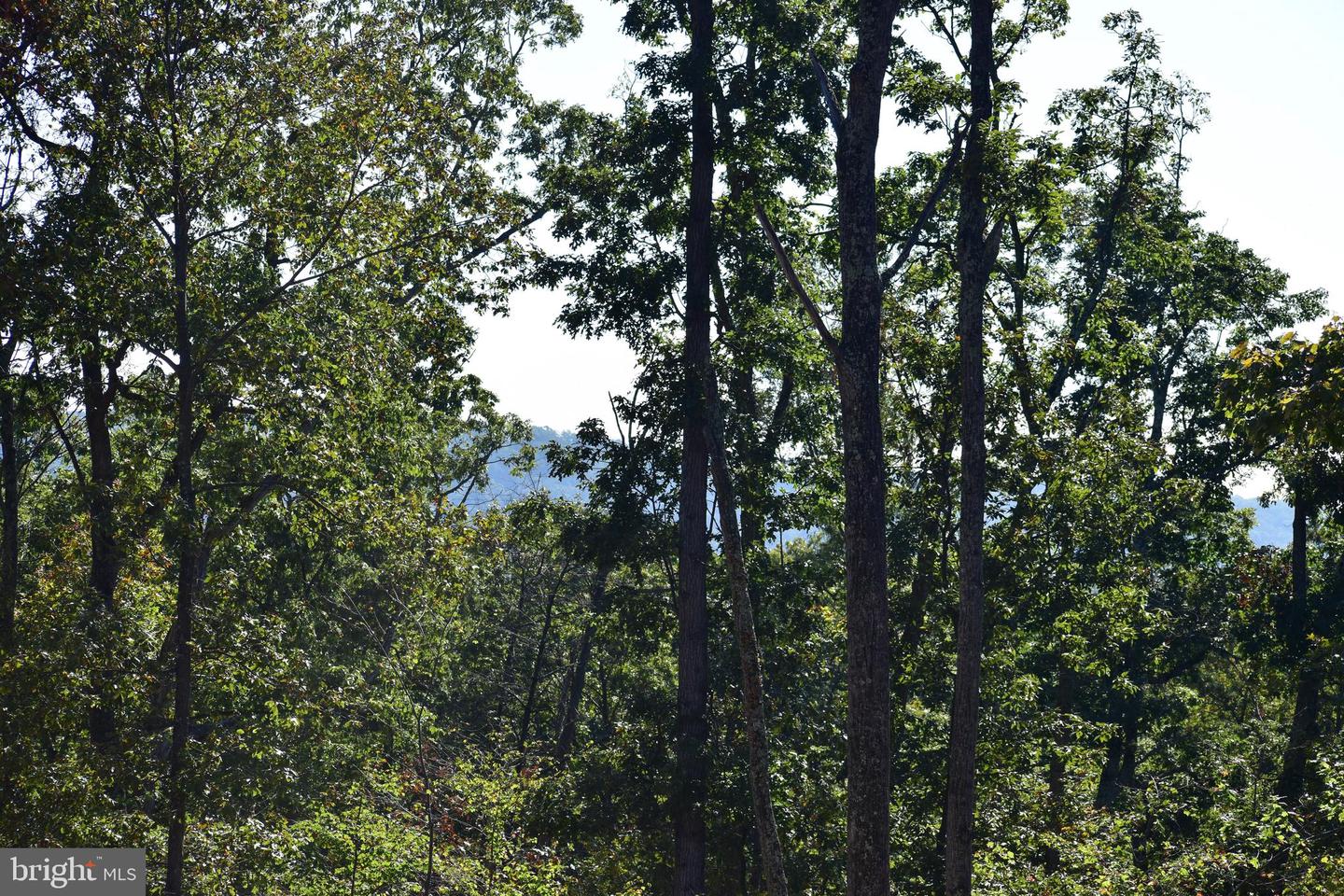 LOT 1 (128.556 ACRES) LAUREL GROVE RD, WINCHESTER, Virginia 22602, ,Farm,For Sale,LOT 1 (128.556 ACRES) LAUREL GROVE RD,VAFV2037162 MLS # VAFV2037162 LOT 1 (128.556 ACRES) LAUREL GROVE RD, WINCHESTER, Virginia 22602, ,Farm,For Sale,LOT 1 (128.556 ACRES) LAUREL GROVE RD,VAFV2037162 MLS # VAFV2037162