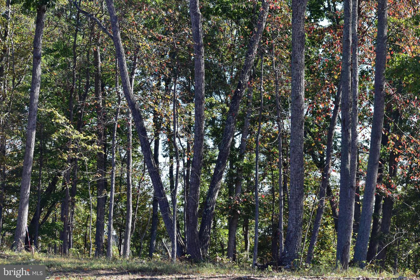 LOT 1 (128.556 ACRES) LAUREL GROVE RD, WINCHESTER, Virginia 22602, ,Farm,For Sale,LOT 1 (128.556 ACRES) LAUREL GROVE RD,VAFV2037162 MLS # VAFV2037162 LOT 1 (128.556 ACRES) LAUREL GROVE RD, WINCHESTER, Virginia 22602, ,Farm,For Sale,LOT 1 (128.556 ACRES) LAUREL GROVE RD,VAFV2037162 MLS # VAFV2037162