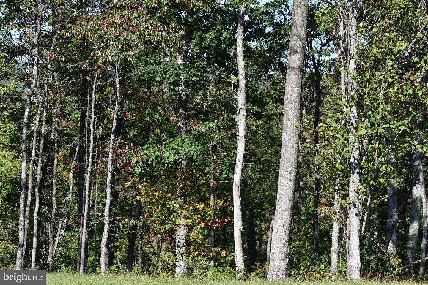LOT 1 (128.556 ACRES) LAUREL GROVE RD, WINCHESTER, Virginia 22602, ,Farm,For Sale,LOT 1 (128.556 ACRES) LAUREL GROVE RD,VAFV2037162 MLS # VAFV2037162 LOT 1 (128.556 ACRES) LAUREL GROVE RD, WINCHESTER, Virginia 22602, ,Farm,For Sale,LOT 1 (128.556 ACRES) LAUREL GROVE RD,VAFV2037162 MLS # VAFV2037162