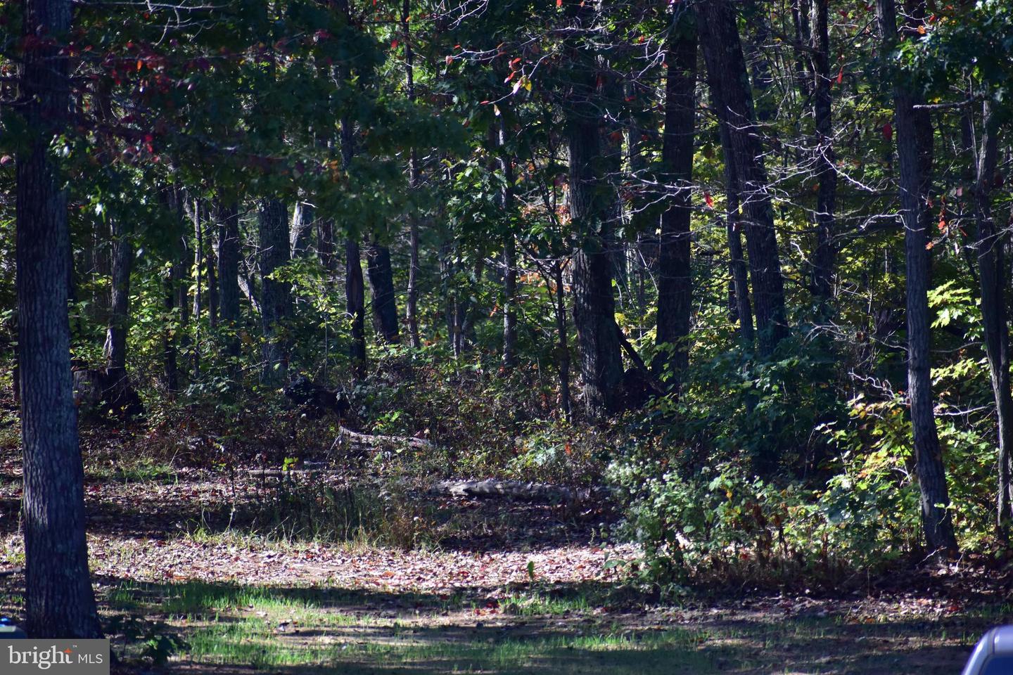 LOT 1 (128.556 ACRES) LAUREL GROVE RD, WINCHESTER, Virginia 22602, ,Farm,For Sale,LOT 1 (128.556 ACRES) LAUREL GROVE RD,VAFV2037162 MLS # VAFV2037162 LOT 1 (128.556 ACRES) LAUREL GROVE RD, WINCHESTER, Virginia 22602, ,Farm,For Sale,LOT 1 (128.556 ACRES) LAUREL GROVE RD,VAFV2037162 MLS # VAFV2037162