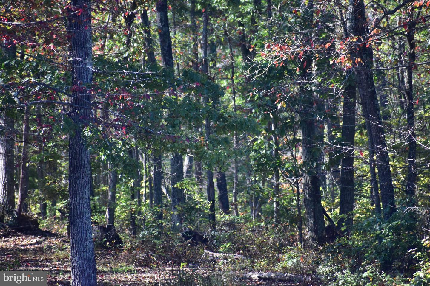 LOT 1 (128.556 ACRES) LAUREL GROVE RD, WINCHESTER, Virginia 22602, ,Farm,For Sale,LOT 1 (128.556 ACRES) LAUREL GROVE RD,VAFV2037162 MLS # VAFV2037162 LOT 1 (128.556 ACRES) LAUREL GROVE RD, WINCHESTER, Virginia 22602, ,Farm,For Sale,LOT 1 (128.556 ACRES) LAUREL GROVE RD,VAFV2037162 MLS # VAFV2037162