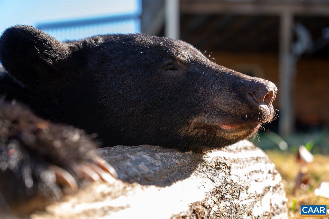 0 FOOTHILLS RD, CALLAWAY, Virginia 24067, ,Farm,For Sale,0 FOOTHILLS RD,669617 MLS # 669617 0 FOOTHILLS RD, CALLAWAY, Virginia 24067, ,Farm,For Sale,0 FOOTHILLS RD,669617 MLS # 669617