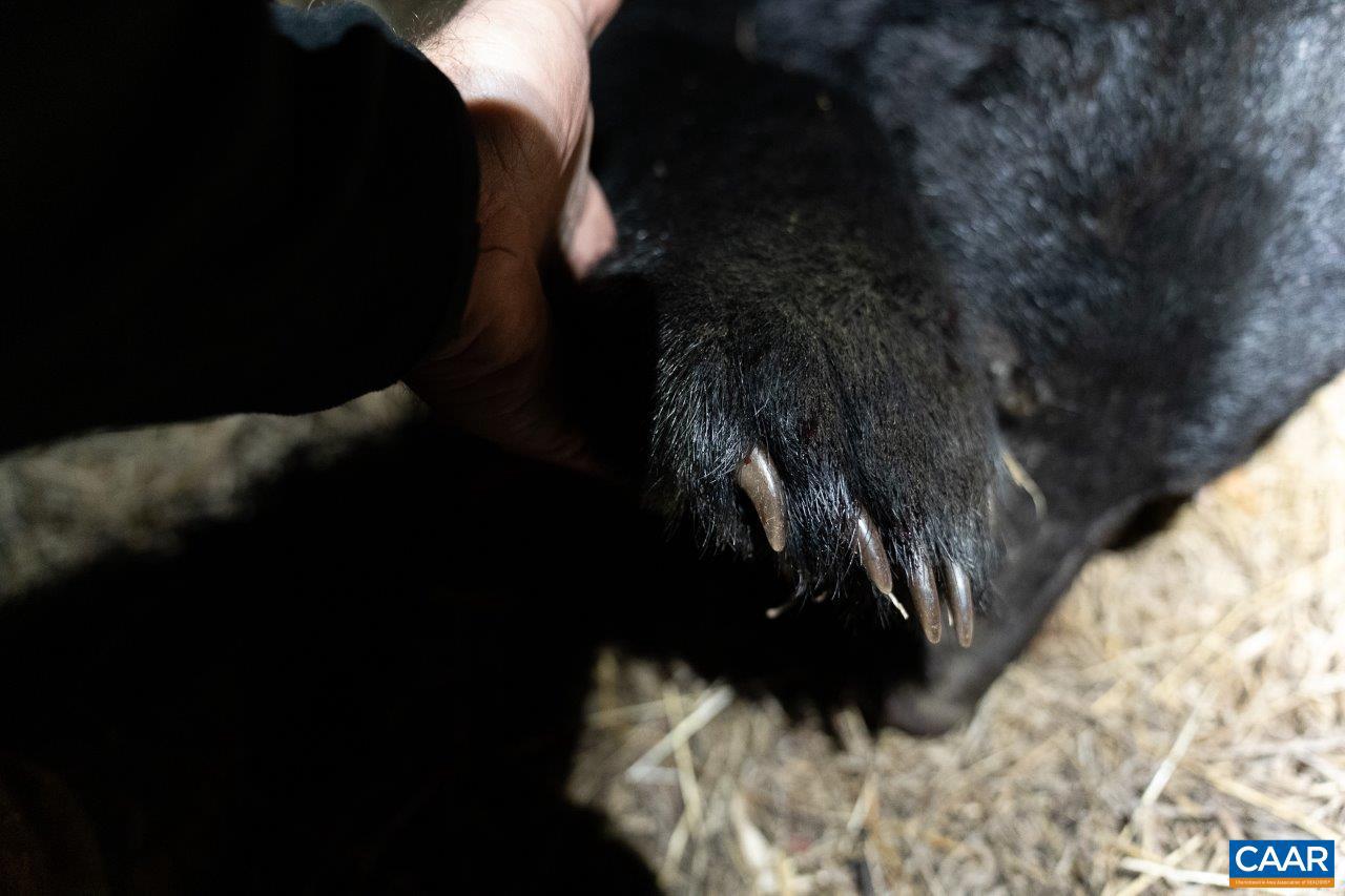 0 FOOTHILLS RD, CALLAWAY, Virginia 24067, ,Farm,For Sale,0 FOOTHILLS RD,669617 MLS # 669617 0 FOOTHILLS RD, CALLAWAY, Virginia 24067, ,Farm,For Sale,0 FOOTHILLS RD,669617 MLS # 669617