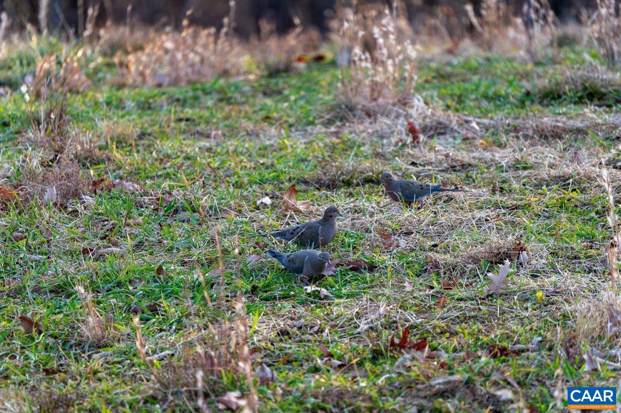 0 FOOTHILLS RD, CALLAWAY, Virginia 24067, ,Farm,For Sale,0 FOOTHILLS RD,669617 MLS # 669617 0 FOOTHILLS RD, CALLAWAY, Virginia 24067, ,Farm,For Sale,0 FOOTHILLS RD,669617 MLS # 669617