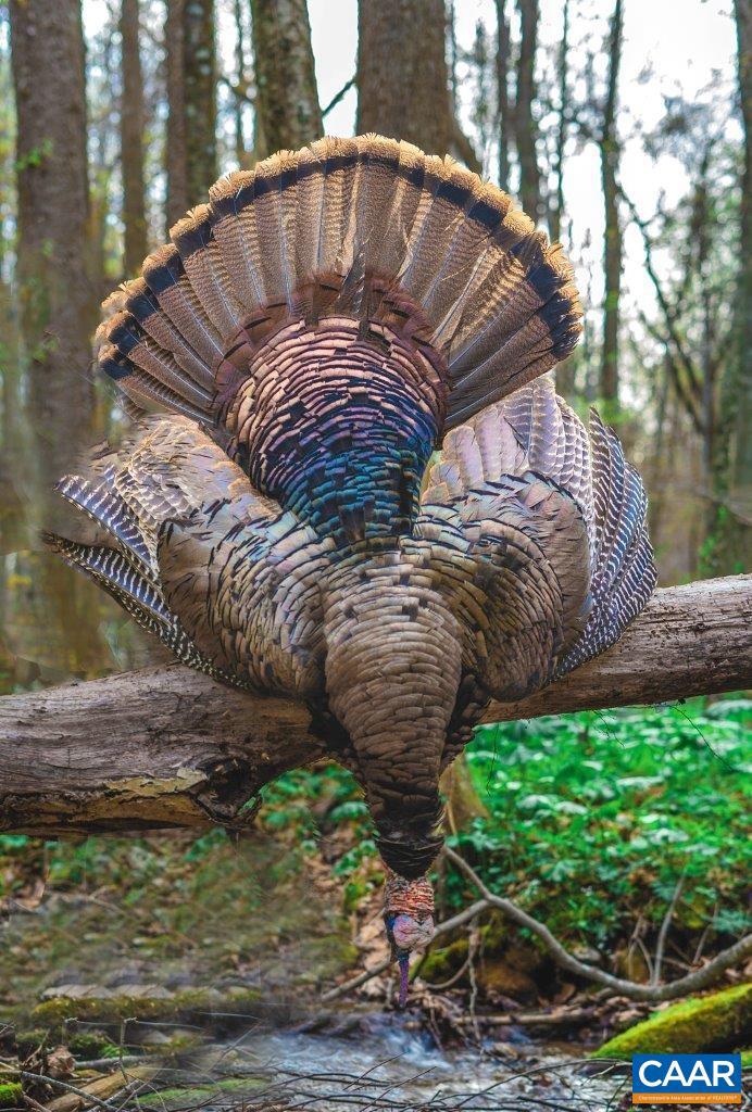 0 FOOTHILLS RD, CALLAWAY, Virginia 24067, ,Farm,For Sale,0 FOOTHILLS RD,669617 MLS # 669617 0 FOOTHILLS RD, CALLAWAY, Virginia 24067, ,Farm,For Sale,0 FOOTHILLS RD,669617 MLS # 669617