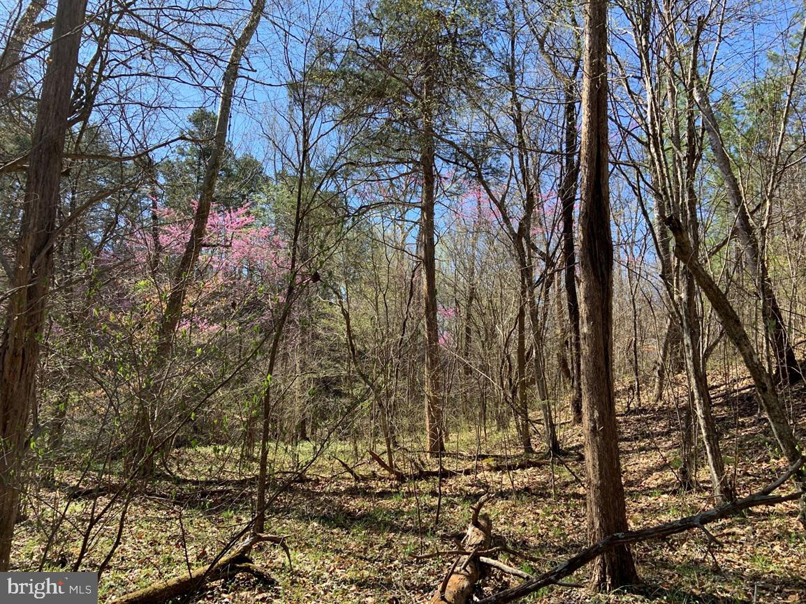 WILDWAY & WATT ABBITT RD (TRACT: BURRUSS &, APPOMATTOX, Virginia 24522, ,Farm,For Sale,WILDWAY & WATT ABBITT RD (TRACT: BURRUSS &,VAAV2000040 MLS # VAAV2000040 WILDWAY & WATT ABBITT RD (TRACT: BURRUSS &, APPOMATTOX, Virginia 24522, ,Farm,For Sale,WILDWAY & WATT ABBITT RD (TRACT: BURRUSS &,VAAV2000040 MLS # VAAV2000040