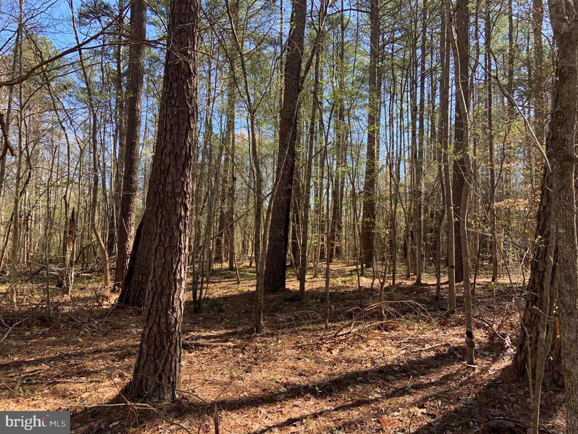 WILDWAY & WATT ABBITT RD (TRACT: BURRUSS &, APPOMATTOX, Virginia 24522, ,Farm,For Sale,WILDWAY & WATT ABBITT RD (TRACT: BURRUSS &,VAAV2000040 MLS # VAAV2000040 WILDWAY & WATT ABBITT RD (TRACT: BURRUSS &, APPOMATTOX, Virginia 24522, ,Farm,For Sale,WILDWAY & WATT ABBITT RD (TRACT: BURRUSS &,VAAV2000040 MLS # VAAV2000040