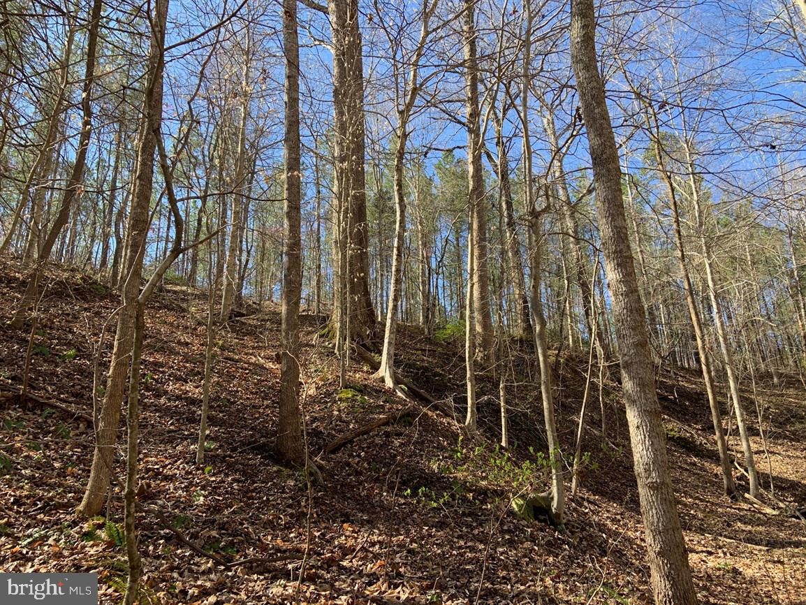 WILDWAY & WATT ABBITT RD (TRACT: BURRUSS &, APPOMATTOX, Virginia 24522, ,Farm,For Sale,WILDWAY & WATT ABBITT RD (TRACT: BURRUSS &,VAAV2000040 MLS # VAAV2000040 WILDWAY & WATT ABBITT RD (TRACT: BURRUSS &, APPOMATTOX, Virginia 24522, ,Farm,For Sale,WILDWAY & WATT ABBITT RD (TRACT: BURRUSS &,VAAV2000040 MLS # VAAV2000040