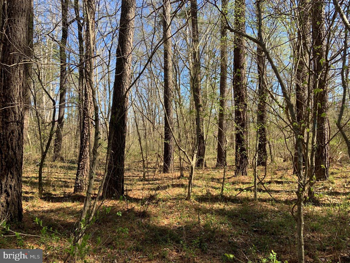 WILDWAY & WATT ABBITT RD (TRACT: BURRUSS &, APPOMATTOX, Virginia 24522, ,Farm,For Sale,WILDWAY & WATT ABBITT RD (TRACT: BURRUSS &,VAAV2000040 MLS # VAAV2000040 WILDWAY & WATT ABBITT RD (TRACT: BURRUSS &, APPOMATTOX, Virginia 24522, ,Farm,For Sale,WILDWAY & WATT ABBITT RD (TRACT: BURRUSS &,VAAV2000040 MLS # VAAV2000040