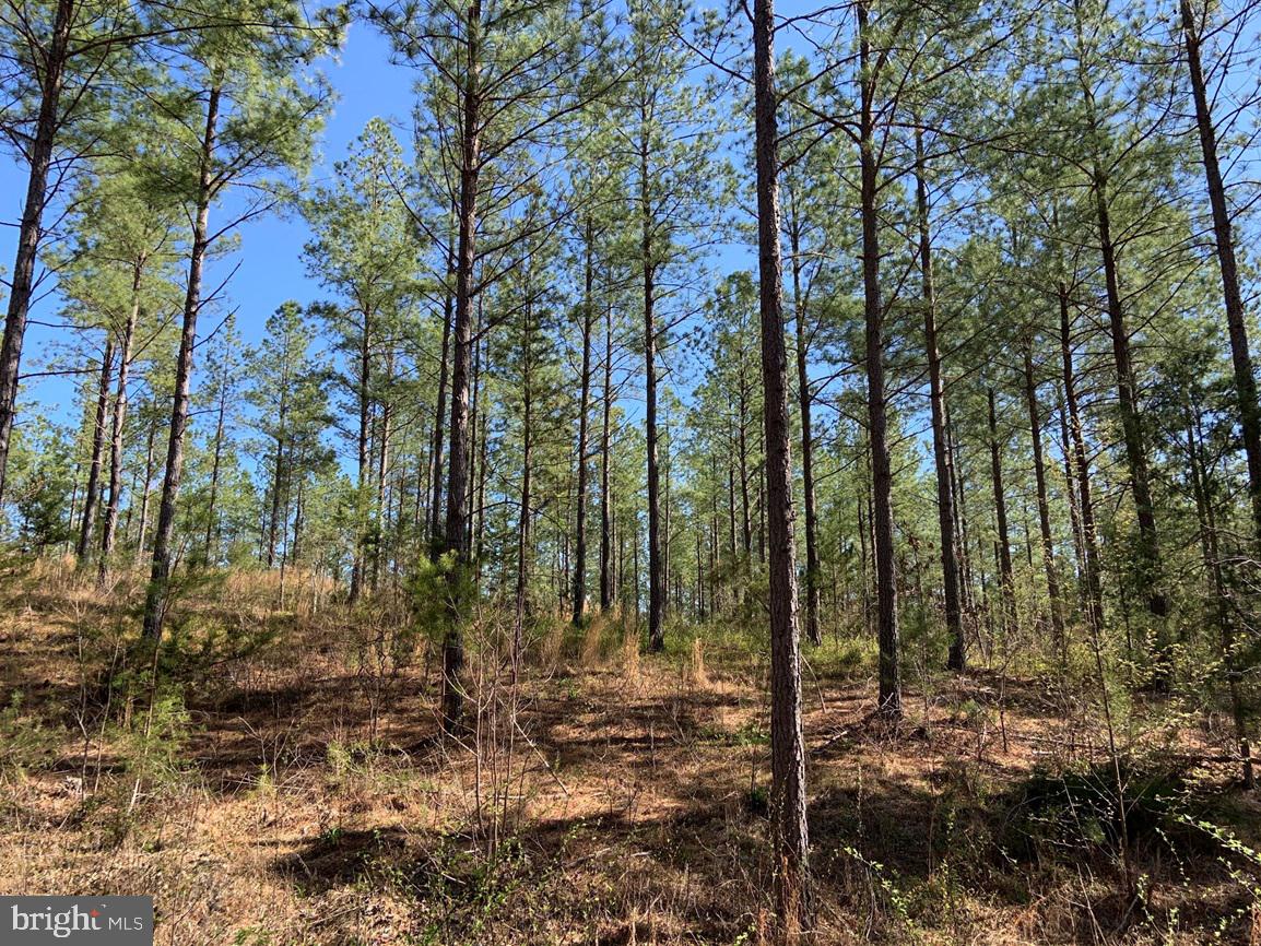 WILDWAY & WATT ABBITT RD (TRACT: BURRUSS &, APPOMATTOX, Virginia 24522, ,Farm,For Sale,WILDWAY & WATT ABBITT RD (TRACT: BURRUSS &,VAAV2000040 MLS # VAAV2000040 WILDWAY & WATT ABBITT RD (TRACT: BURRUSS &, APPOMATTOX, Virginia 24522, ,Farm,For Sale,WILDWAY & WATT ABBITT RD (TRACT: BURRUSS &,VAAV2000040 MLS # VAAV2000040