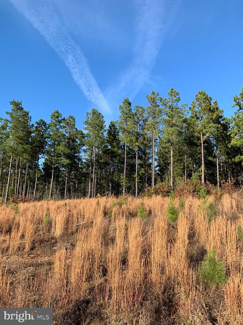 WILDWAY & WATT ABBITT RD (TRACT: BURRUSS &, APPOMATTOX, Virginia 24522, ,Farm,For Sale,WILDWAY & WATT ABBITT RD (TRACT: BURRUSS &,VAAV2000040 MLS # VAAV2000040 WILDWAY & WATT ABBITT RD (TRACT: BURRUSS &, APPOMATTOX, Virginia 24522, ,Farm,For Sale,WILDWAY & WATT ABBITT RD (TRACT: BURRUSS &,VAAV2000040 MLS # VAAV2000040