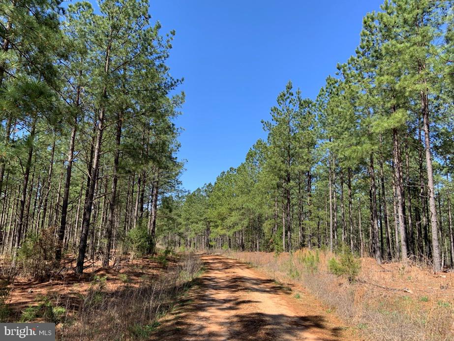 WILDWAY & WATT ABBITT RD (TRACT: BURRUSS &, APPOMATTOX, Virginia 24522, ,Farm,For Sale,WILDWAY & WATT ABBITT RD (TRACT: BURRUSS &,VAAV2000040 MLS # VAAV2000040 WILDWAY & WATT ABBITT RD (TRACT: BURRUSS &, APPOMATTOX, Virginia 24522, ,Farm,For Sale,WILDWAY & WATT ABBITT RD (TRACT: BURRUSS &,VAAV2000040 MLS # VAAV2000040