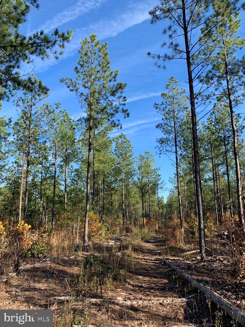 WILDWAY & WATT ABBITT RD (TRACT: BURRUSS &, APPOMATTOX, Virginia 24522, ,Farm,For Sale,WILDWAY & WATT ABBITT RD (TRACT: BURRUSS &,VAAV2000040 MLS # VAAV2000040 WILDWAY & WATT ABBITT RD (TRACT: BURRUSS &, APPOMATTOX, Virginia 24522, ,Farm,For Sale,WILDWAY & WATT ABBITT RD (TRACT: BURRUSS &,VAAV2000040 MLS # VAAV2000040