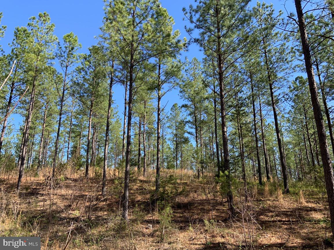 WILDWAY & WATT ABBITT RD (TRACT: BURRUSS &, APPOMATTOX, Virginia 24522, ,Farm,For Sale,WILDWAY & WATT ABBITT RD (TRACT: BURRUSS &,VAAV2000040 MLS # VAAV2000040 WILDWAY & WATT ABBITT RD (TRACT: BURRUSS &, APPOMATTOX, Virginia 24522, ,Farm,For Sale,WILDWAY & WATT ABBITT RD (TRACT: BURRUSS &,VAAV2000040 MLS # VAAV2000040