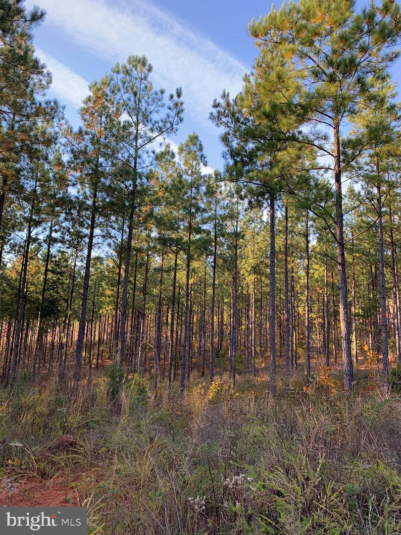WILDWAY & WATT ABBITT RD (TRACT: BURRUSS &, APPOMATTOX, Virginia 24522, ,Farm,For Sale,WILDWAY & WATT ABBITT RD (TRACT: BURRUSS &,VAAV2000040 MLS # VAAV2000040 WILDWAY & WATT ABBITT RD (TRACT: BURRUSS &, APPOMATTOX, Virginia 24522, ,Farm,For Sale,WILDWAY & WATT ABBITT RD (TRACT: BURRUSS &,VAAV2000040 MLS # VAAV2000040