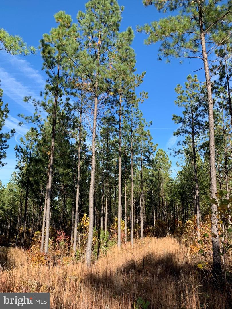 WILDWAY & WATT ABBITT RD (TRACT: BURRUSS &, APPOMATTOX, Virginia 24522, ,Farm,For Sale,WILDWAY & WATT ABBITT RD (TRACT: BURRUSS &,VAAV2000040 MLS # VAAV2000040 WILDWAY & WATT ABBITT RD (TRACT: BURRUSS &, APPOMATTOX, Virginia 24522, ,Farm,For Sale,WILDWAY & WATT ABBITT RD (TRACT: BURRUSS &,VAAV2000040 MLS # VAAV2000040