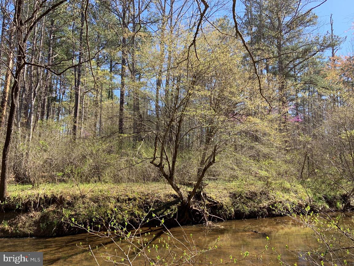 WILDWAY & WATT ABBITT RD (TRACT: BURRUSS &, APPOMATTOX, Virginia 24522, ,Farm,For Sale,WILDWAY & WATT ABBITT RD (TRACT: BURRUSS &,VAAV2000040 MLS # VAAV2000040 WILDWAY & WATT ABBITT RD (TRACT: BURRUSS &, APPOMATTOX, Virginia 24522, ,Farm,For Sale,WILDWAY & WATT ABBITT RD (TRACT: BURRUSS &,VAAV2000040 MLS # VAAV2000040