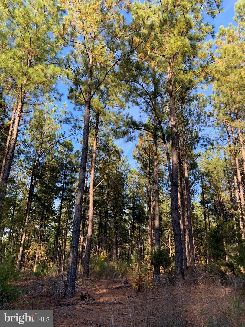 WILDWAY & WATT ABBITT RD (TRACT: BURRUSS &, APPOMATTOX, Virginia 24522, ,Farm,For Sale,WILDWAY & WATT ABBITT RD (TRACT: BURRUSS &,VAAV2000040 MLS # VAAV2000040 WILDWAY & WATT ABBITT RD (TRACT: BURRUSS &, APPOMATTOX, Virginia 24522, ,Farm,For Sale,WILDWAY & WATT ABBITT RD (TRACT: BURRUSS &,VAAV2000040 MLS # VAAV2000040