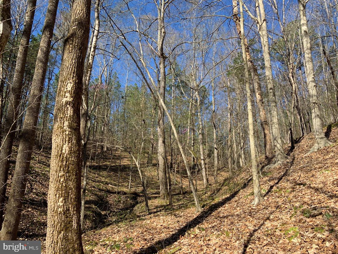 WILDWAY & WATT ABBITT RD (TRACT: BURRUSS &, APPOMATTOX, Virginia 24522, ,Farm,For Sale,WILDWAY & WATT ABBITT RD (TRACT: BURRUSS &,VAAV2000040 MLS # VAAV2000040 WILDWAY & WATT ABBITT RD (TRACT: BURRUSS &, APPOMATTOX, Virginia 24522, ,Farm,For Sale,WILDWAY & WATT ABBITT RD (TRACT: BURRUSS &,VAAV2000040 MLS # VAAV2000040