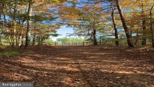 WILDWAY &amp; WATT ABBITT RD (TRACT: BURRUSS &, APPOMATTOX, Virginia 24522, ,Farm,For Sale,WILDWAY &amp; WATT ABBITT RD (TRACT: BURRUSS &,VAAV2000040 MLS # VAAV2000040