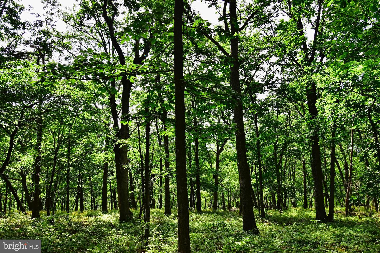 158.5 ACRES LOT 3 LAUREL GROVE RD., WINCHESTER, Virginia 22602, ,Farm,For Sale,158.5 ACRES LOT 3 LAUREL GROVE RD.,VAFV2037192 MLS # VAFV2037192 158.5 ACRES LOT 3 LAUREL GROVE RD., WINCHESTER, Virginia 22602, ,Farm,For Sale,158.5 ACRES LOT 3 LAUREL GROVE RD.,VAFV2037192 MLS # VAFV2037192