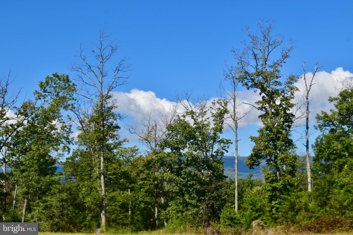 158.5 ACRES LOT 3 LAUREL GROVE RD., WINCHESTER, Virginia 22602, ,Farm,For Sale,158.5 ACRES LOT 3 LAUREL GROVE RD.,VAFV2037192 MLS # VAFV2037192 158.5 ACRES LOT 3 LAUREL GROVE RD., WINCHESTER, Virginia 22602, ,Farm,For Sale,158.5 ACRES LOT 3 LAUREL GROVE RD.,VAFV2037192 MLS # VAFV2037192