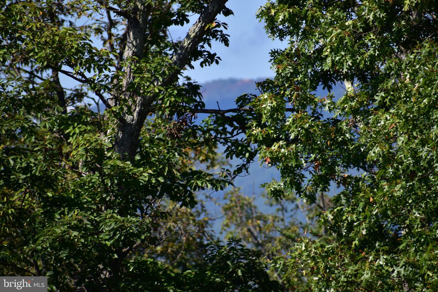 158.5 ACRES LOT 3 LAUREL GROVE RD., WINCHESTER, Virginia 22602, ,Farm,For Sale,158.5 ACRES LOT 3 LAUREL GROVE RD.,VAFV2037192 MLS # VAFV2037192 158.5 ACRES LOT 3 LAUREL GROVE RD., WINCHESTER, Virginia 22602, ,Farm,For Sale,158.5 ACRES LOT 3 LAUREL GROVE RD.,VAFV2037192 MLS # VAFV2037192