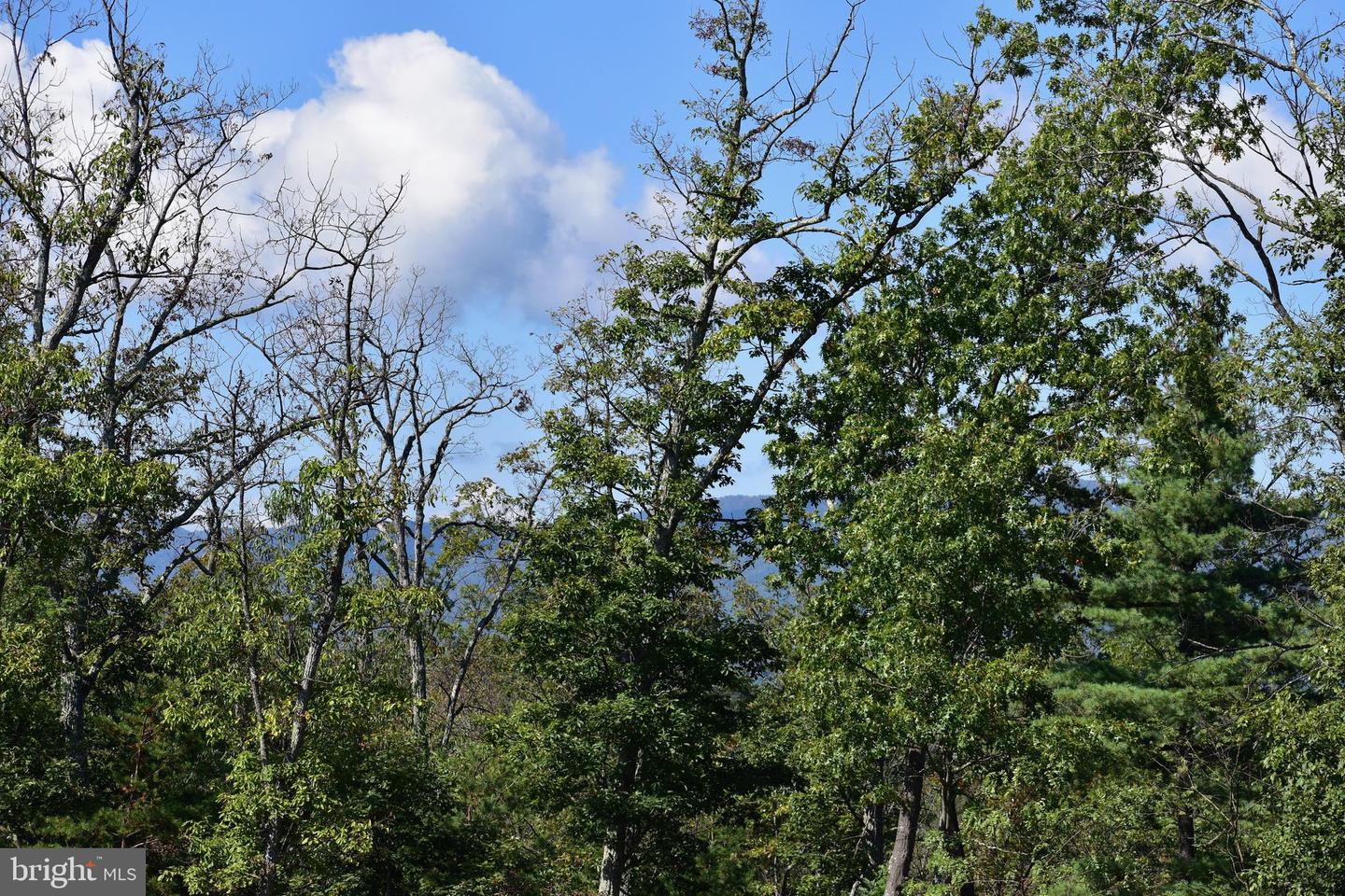 158.5 ACRES LOT 3 LAUREL GROVE RD., WINCHESTER, Virginia 22602, ,Farm,For Sale,158.5 ACRES LOT 3 LAUREL GROVE RD.,VAFV2037192 MLS # VAFV2037192 158.5 ACRES LOT 3 LAUREL GROVE RD., WINCHESTER, Virginia 22602, ,Farm,For Sale,158.5 ACRES LOT 3 LAUREL GROVE RD.,VAFV2037192 MLS # VAFV2037192