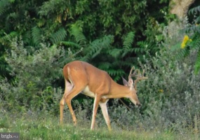 158.5 ACRES LOT 3 LAUREL GROVE RD., WINCHESTER, Virginia 22602, ,Farm,For Sale,158.5 ACRES LOT 3 LAUREL GROVE RD.,VAFV2037192 MLS # VAFV2037192 158.5 ACRES LOT 3 LAUREL GROVE RD., WINCHESTER, Virginia 22602, ,Farm,For Sale,158.5 ACRES LOT 3 LAUREL GROVE RD.,VAFV2037192 MLS # VAFV2037192
