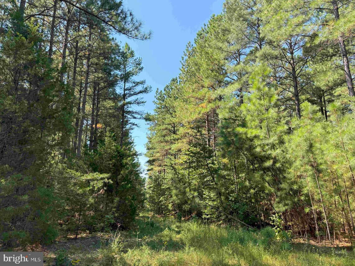 COMMUNITY HOUSE ROAD (TRACT: JR RAGLAND-HOLLAND-2), COLUMBIA, Virginia 23038, ,Farm,For Sale,COMMUNITY HOUSE ROAD (TRACT: JR RAGLAND-HOLLAND-2),VAFN2000510 MLS # VAFN2000510 COMMUNITY HOUSE ROAD (TRACT: JR RAGLAND-HOLLAND-2), COLUMBIA, Virginia 23038, ,Farm,For Sale,COMMUNITY HOUSE ROAD (TRACT: JR RAGLAND-HOLLAND-2),VAFN2000510 MLS # VAFN2000510