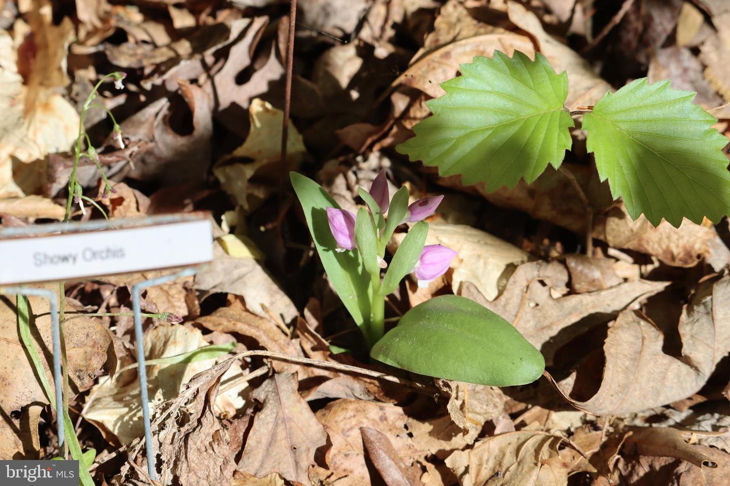 1185 BELLE MEADE RD, BUMPASS, Virginia 23024, 4 Bedrooms Bedrooms, ,4 BathroomsBathrooms,Residential,For Sale,1185 BELLE MEADE RD,VALA2008668 MLS # VALA2008668