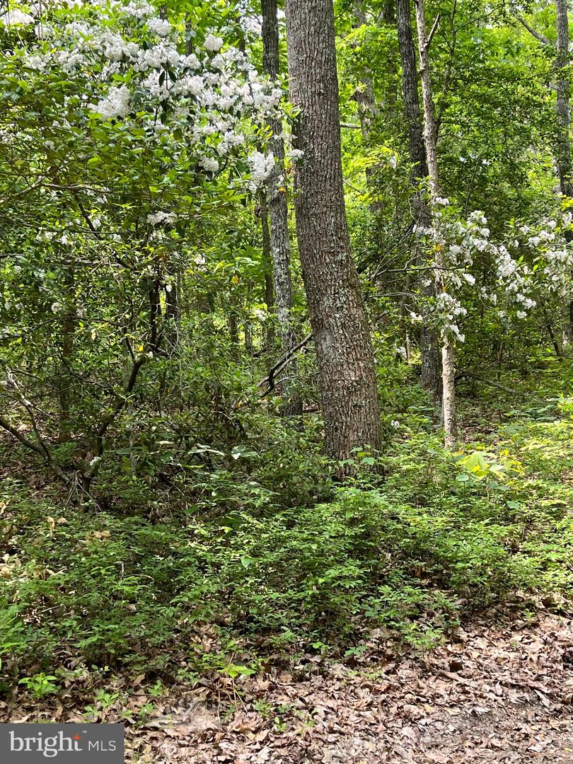 1185 BELLE MEADE RD, BUMPASS, Virginia 23024, 4 Bedrooms Bedrooms, ,4 BathroomsBathrooms,Residential,For Sale,1185 BELLE MEADE RD,VALA2008668 MLS # VALA2008668